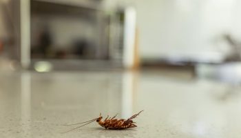 Zbogom žoharima ljeti: 3 moćna kuhinjska sastojka koja će ih zauvijek otjerati!