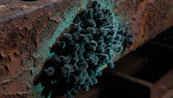 Znanstvenici otkrivaju misterioznu crnu gljivu iz Černobila koja bi mogla biti konačno rješenje protiv radijacije