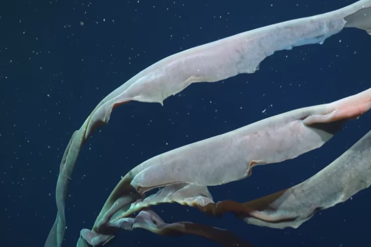 Džinovska meduza koju su naučnici CONICET-a zabeležili u Argentinskom moru: „velika je kao školski autobus“ – image 1