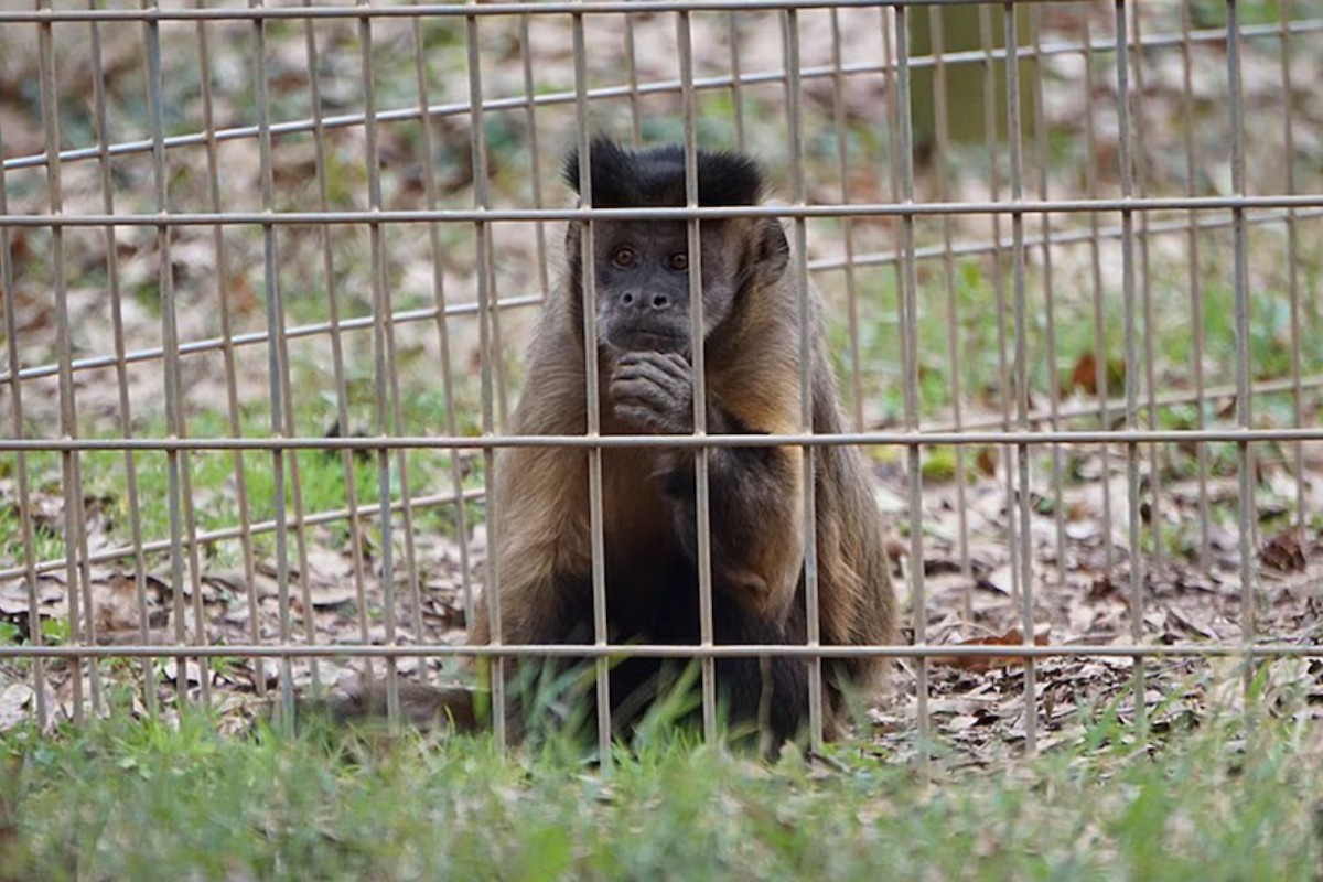 Bonobi i moć maštanja, otkriće koje ponovo ispisuje granice životinjskog uma – image 1