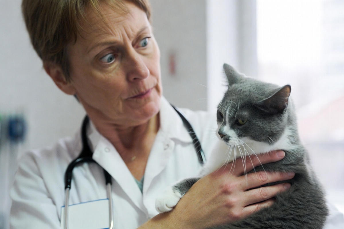 Da li mačke treba da izlaze napolje – veterinarka iznenadila priznanjem – image 1