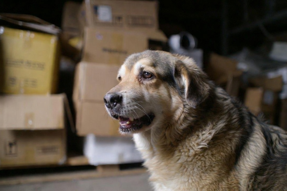 Pas star 12 godina proveo je čitav život u skladištu i odlazi u penziju: 