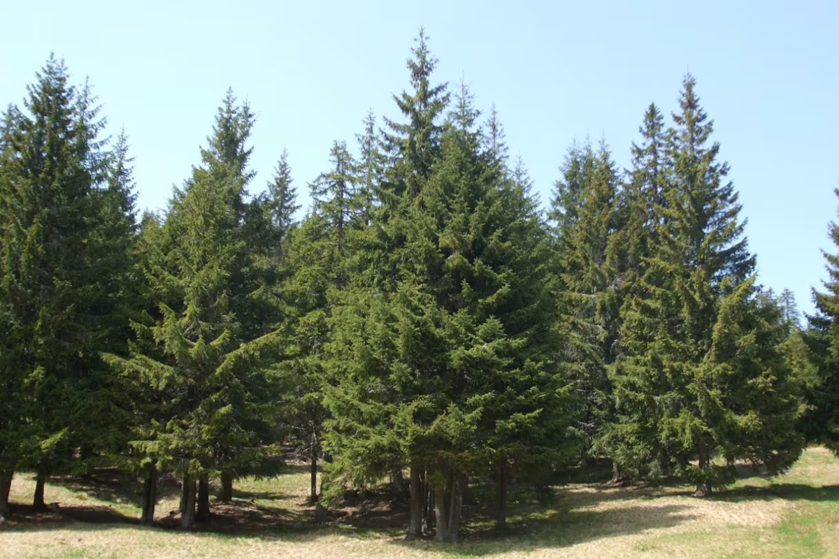 Ako su vam blizu, selite se: 5 stabala koja nikada ne treba saditi pored kuće – image 1