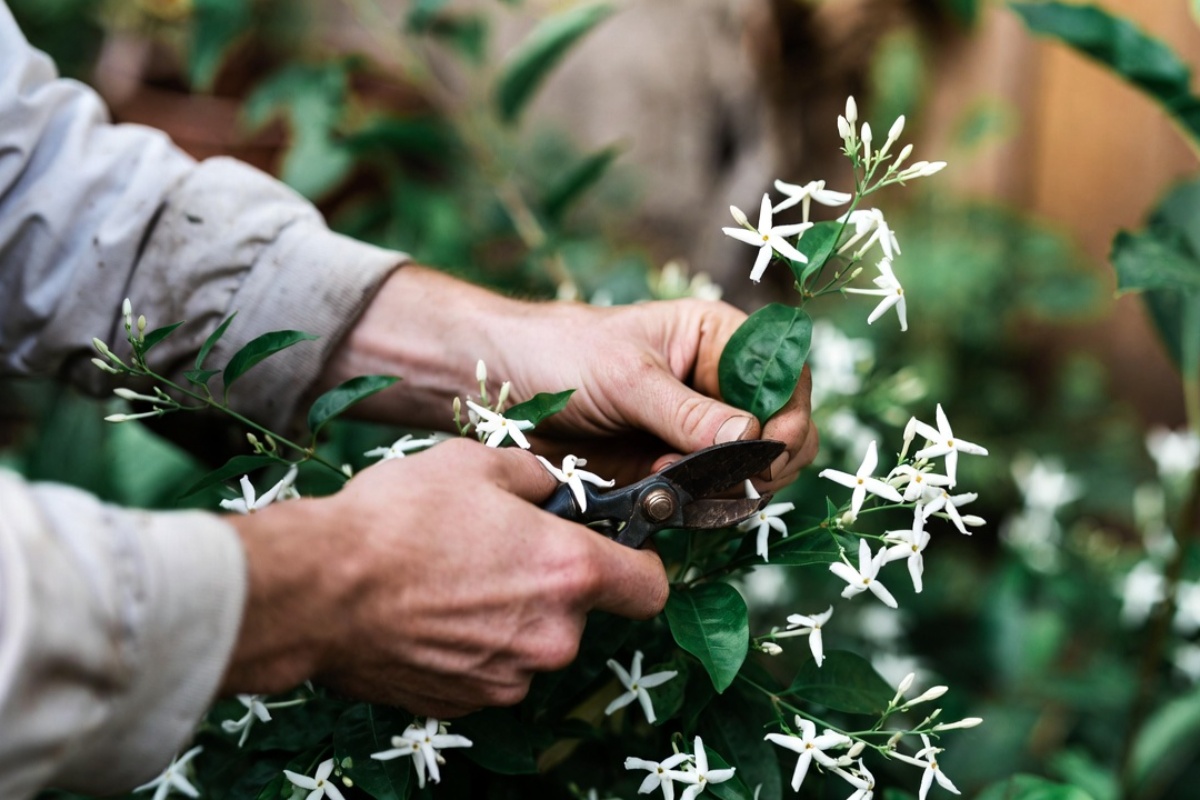 Vezivanje grana jasmina: koje su prednosti za ovu biljku – image 1
