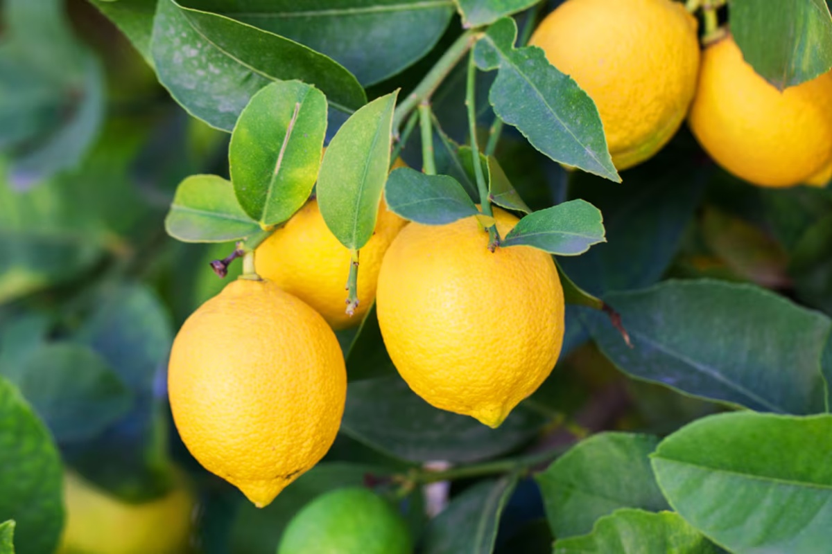 Zakopavanje kora avokada u zemlju limuna: koje su prednosti i kako to uraditi – image 1