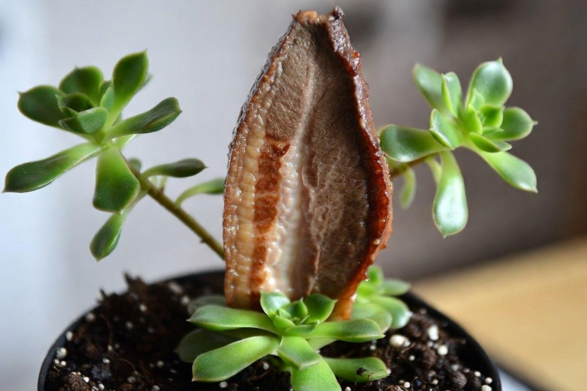 Zabodite komad svekrvinog jezika u zemlju sukulenta: čemu služi i koje su prednosti – image 1