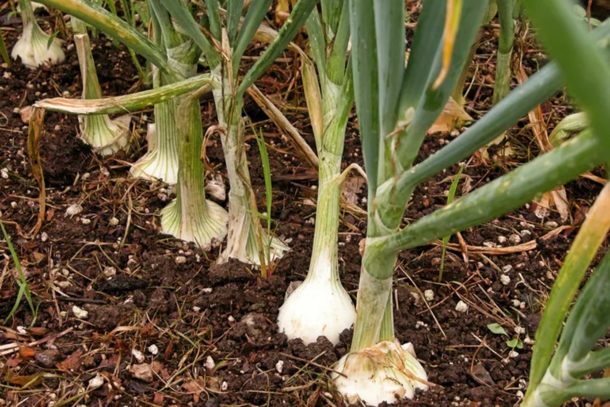 10 vrsta povrća koje treba da posadite u zatvorenom prostoru u februaru za ranu prolećnu berbu – image 1