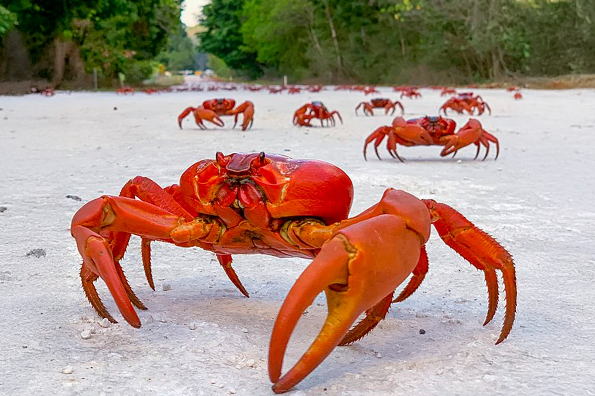 Na Božićnom ostrvu živi 1.500 ljudi i 120 miliona rakova. Za Google, to je idealno mesto za postavljanje podmorskog kabla – image 1