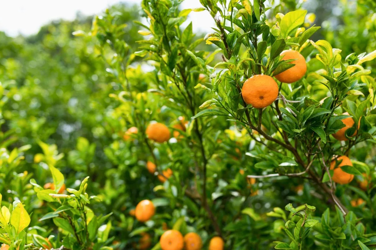 Domaći trik za oporavak drveta pomorandže sa žutim listovima – image 1