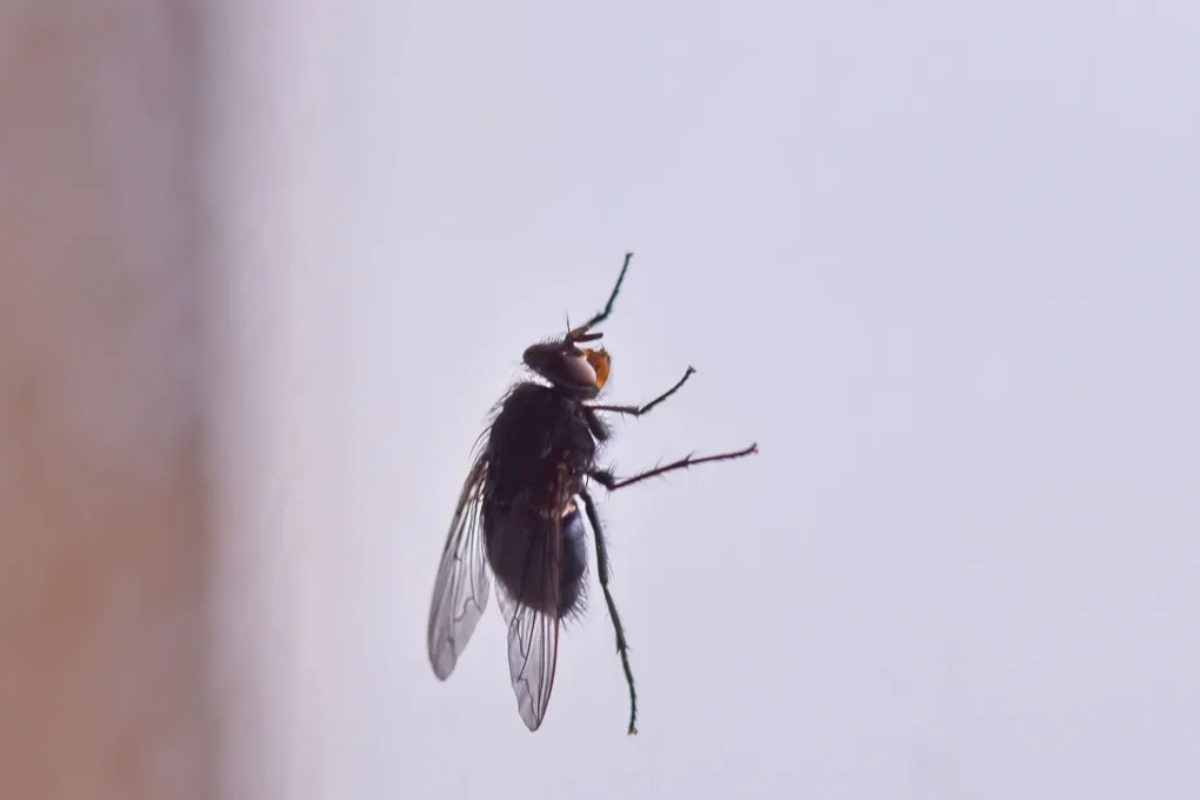 Ako vidite muve na zidovima ili prozorima svoje kuće, otkrivamo vam šta to znači i zašto je dobro – image 1