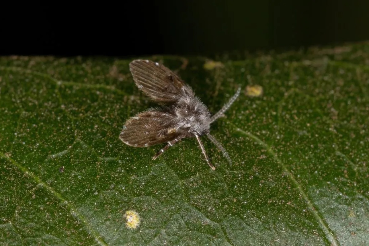 Stavljanje lovorovog lista u mikrotalasnu: zašto se preporučuje i koje su prednosti – image 1