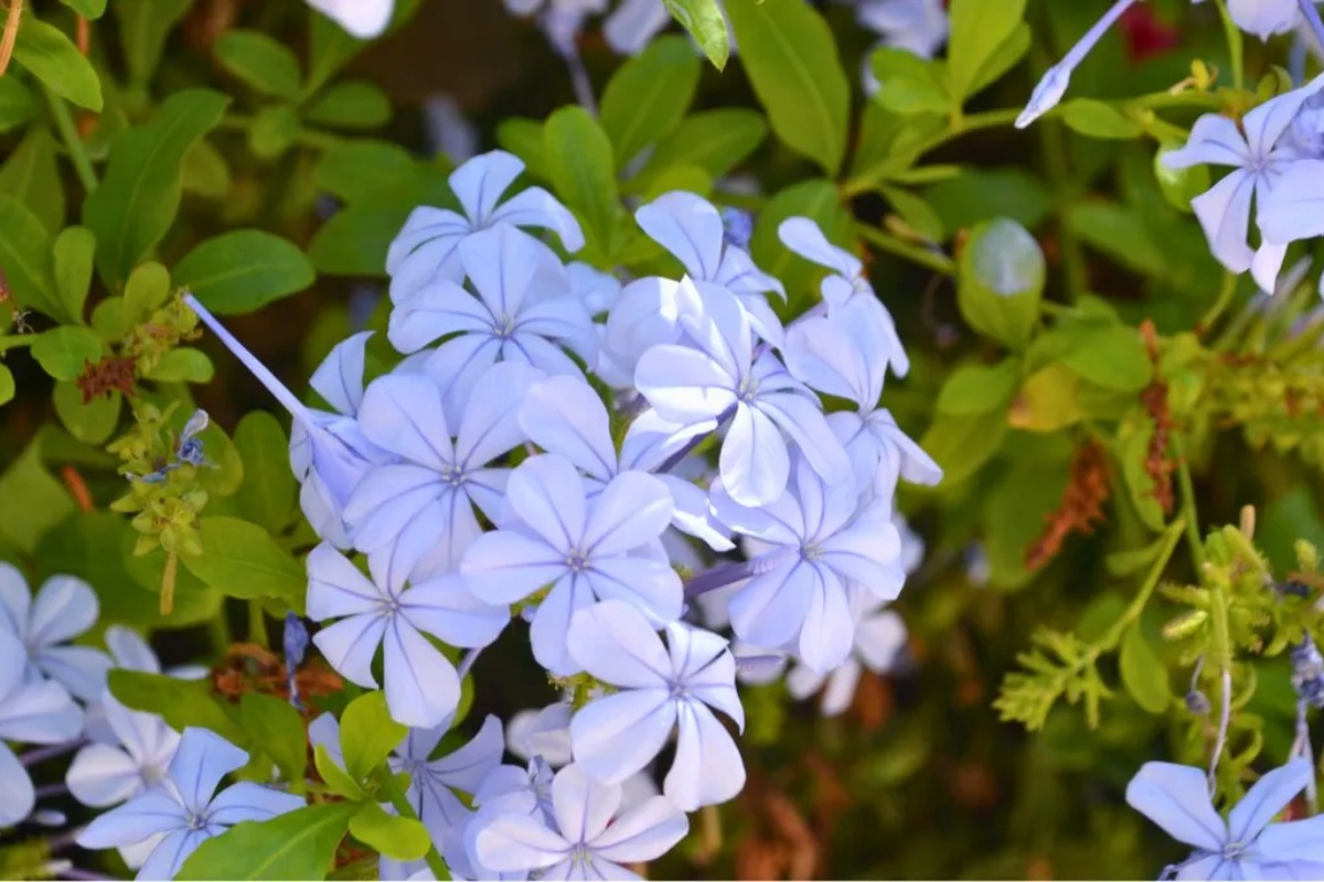 Kako razmnožiti plavi jasmin: Vaša bašta će imati cveće skoro cele godine – image 1
