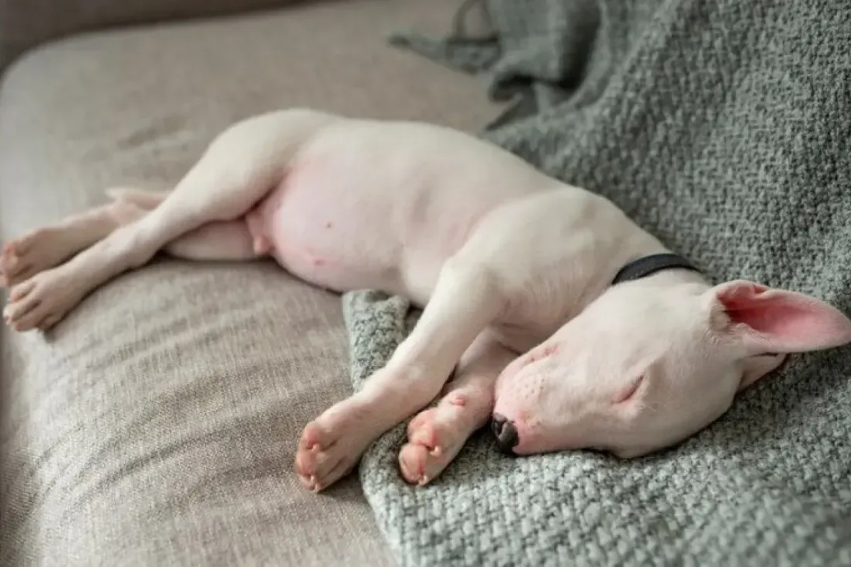 Šta znači kada vaš pas 'trči u snu' i u kom trenutku treba da se zabrinete – image 1