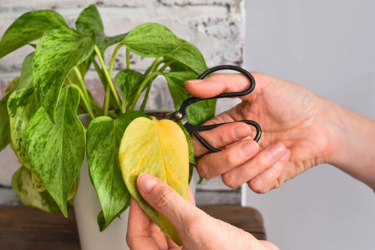 Kako proklijati puzavicu potos i stvoriti nove izdanke koristeći kuhinjski sunđer – image 1