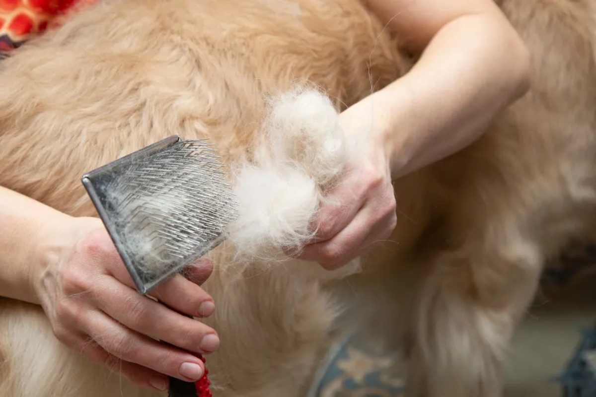 Recite zbogom psećim dlakama po celoj kući: Trikovi za čišćenje koji zaista rade – image 1