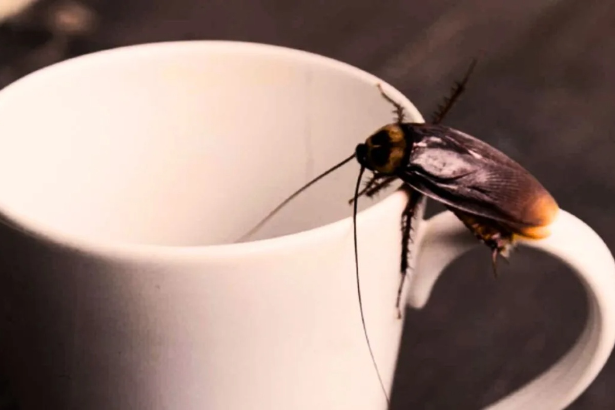 Kako eliminisati bubašvabe iz kuhinje koristeći malo ključale vode: efikasno domaće uklanjanje – image 1