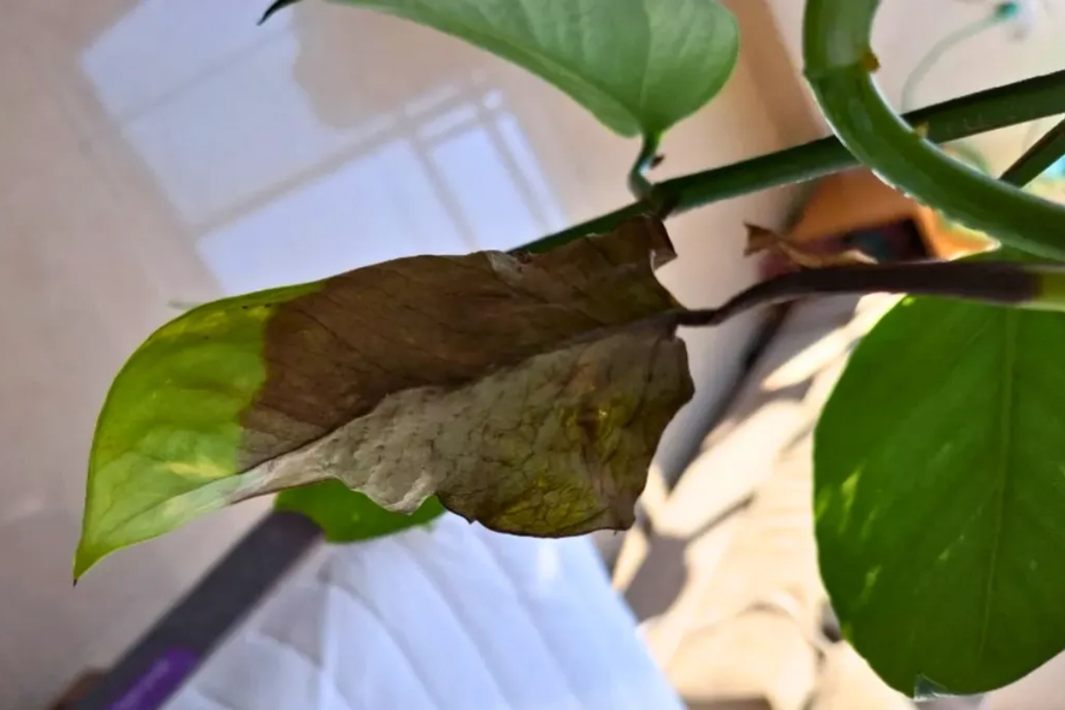 Šta se dešava sa mojim potosom? Objašnjavam zašto vaša biljka ima crne listove – image 1