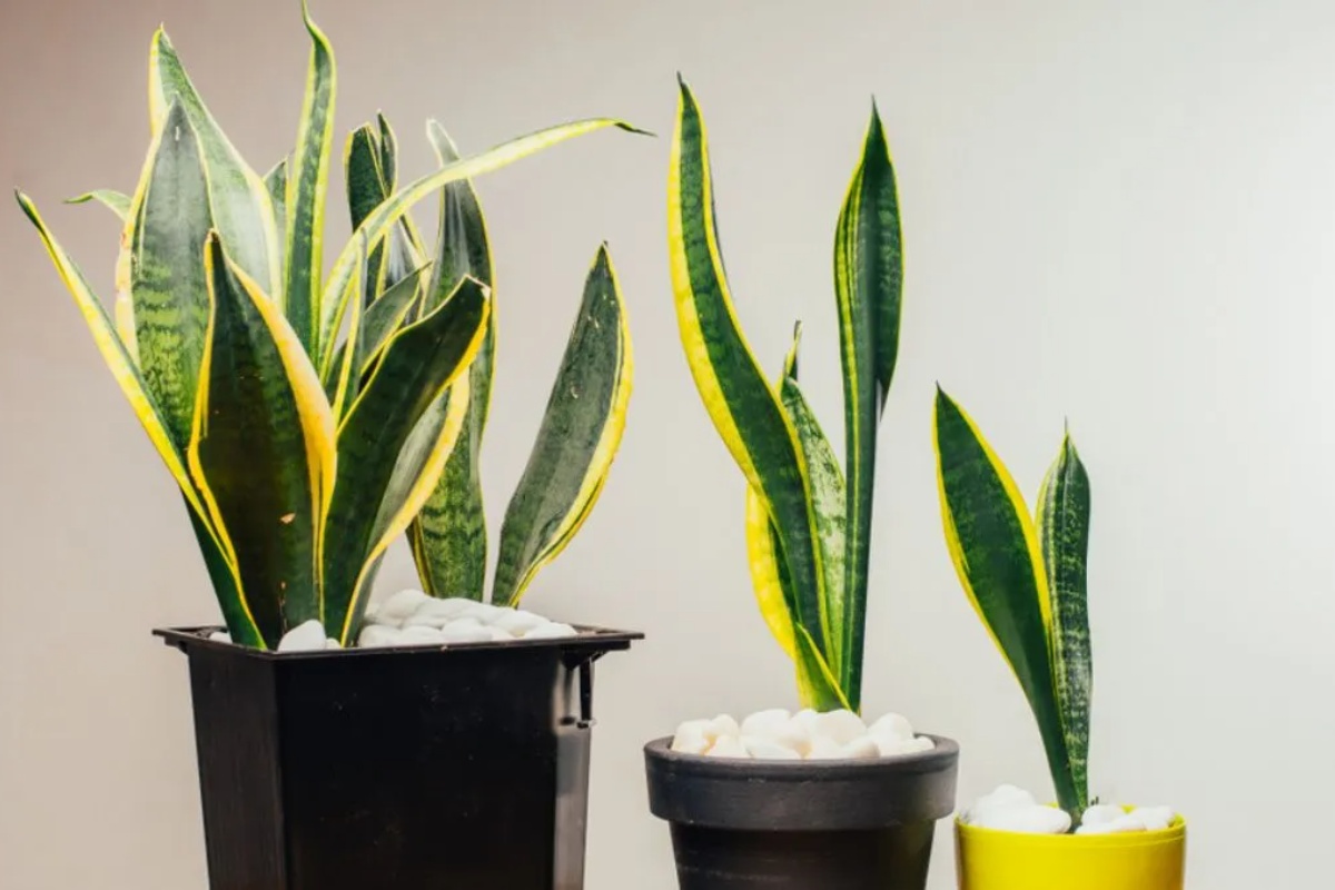 Zašto se preporučuje stavljanje kašike pirinča u saksiju sanseverije ili svekrvinog jezika – image 1