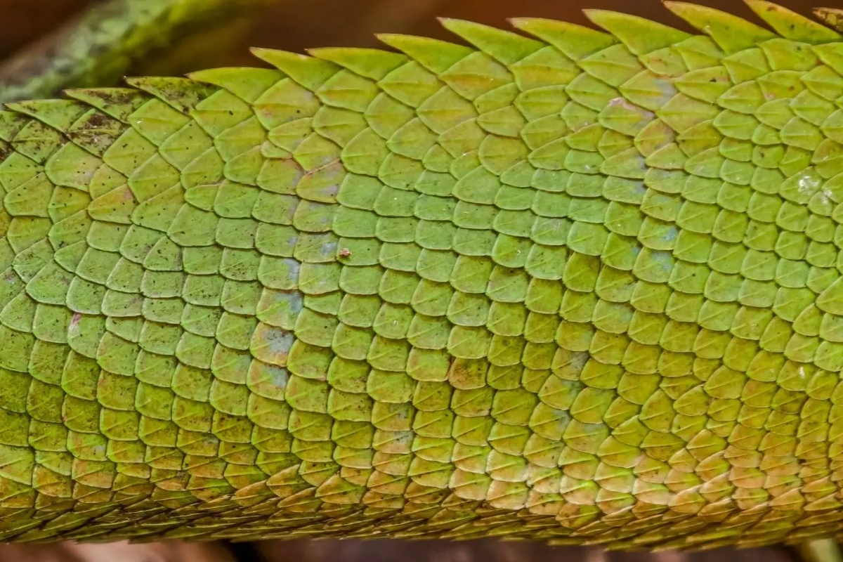 Naučnici otkrili najstarije poznate otiske kože gmizavaca, ključno otkriće za razumevanje porekla ovih životinja – image 1