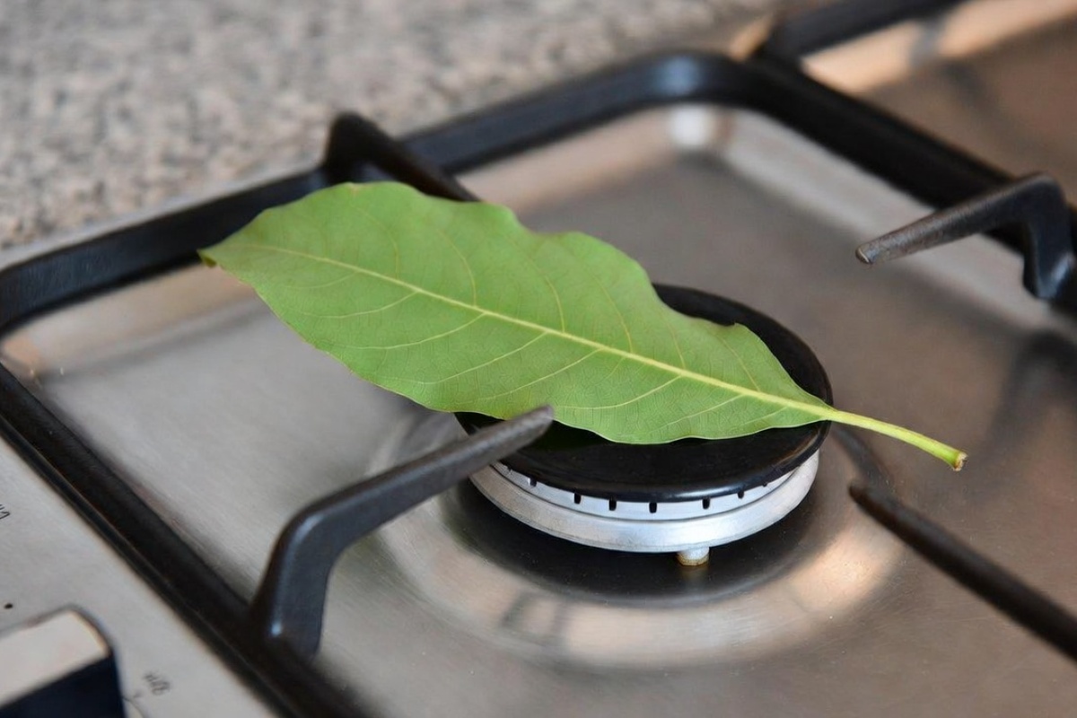 Stavite list lovora na ringlu: čemu služi i kada to treba uraditi – image 1