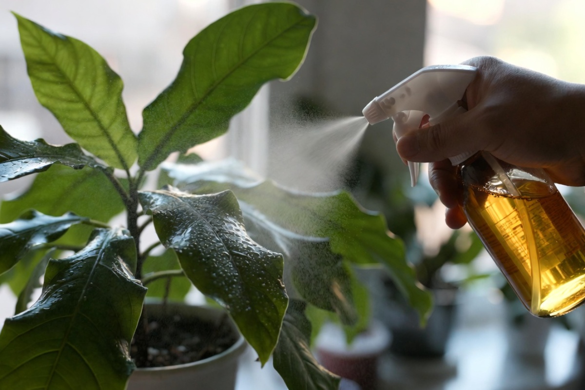 Čišćenje listova biljaka pivom: zašto se preporučuje i čemu služi – image 1