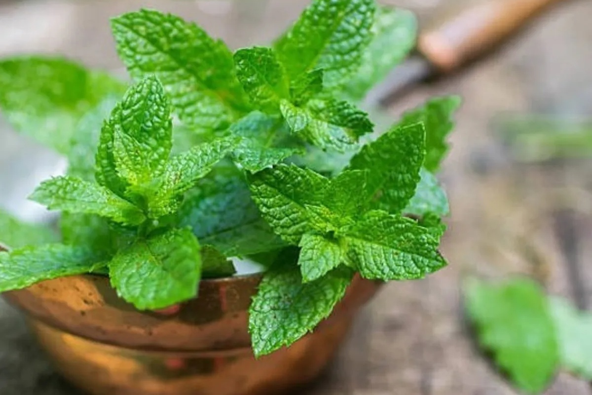 Kako koristiti nanu za zaštitu vašeg psa od krpelja: Efikasan domaći repelent – image 1