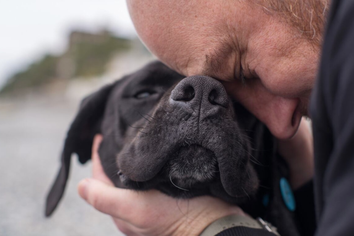 Šta znači kada vas pas dodirne nosom, prema mišljenju veterinara – image 1