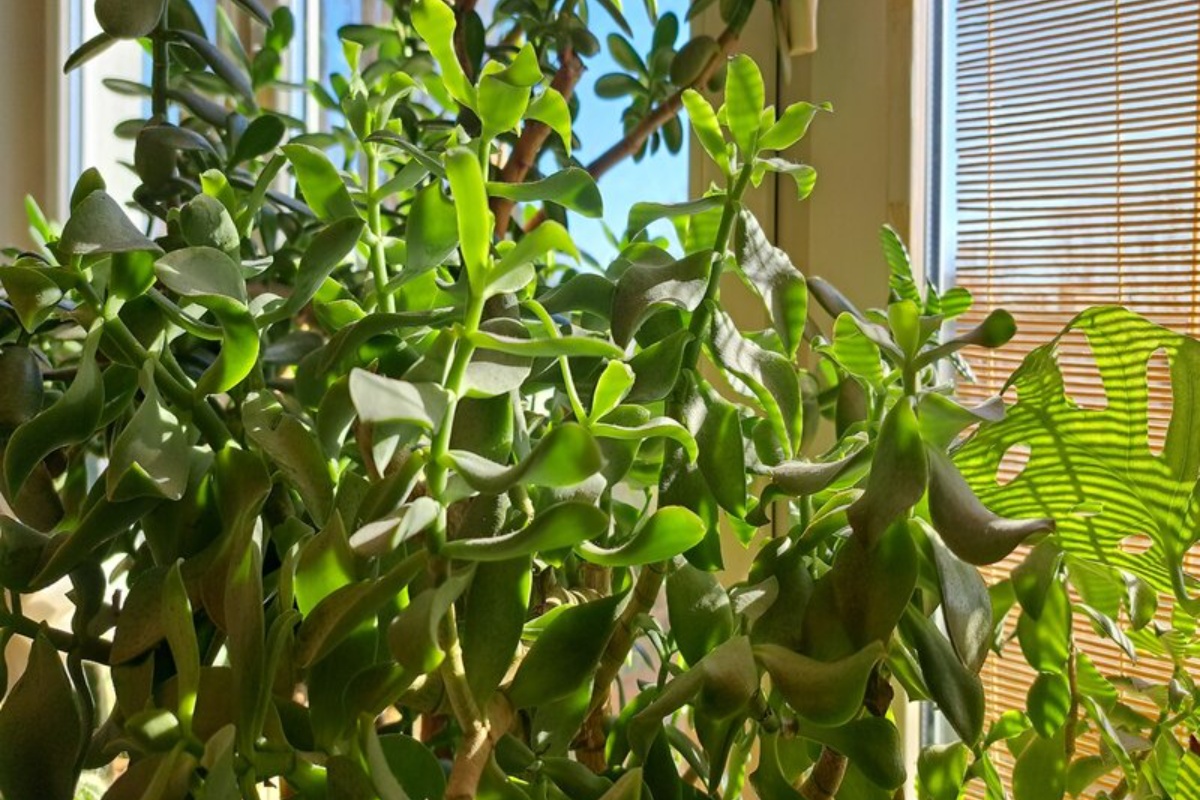 „Šrekove uši” osvajaju srpske domove: Biljka koja privlači novac i uspeva čak i zaboravnima – image 1