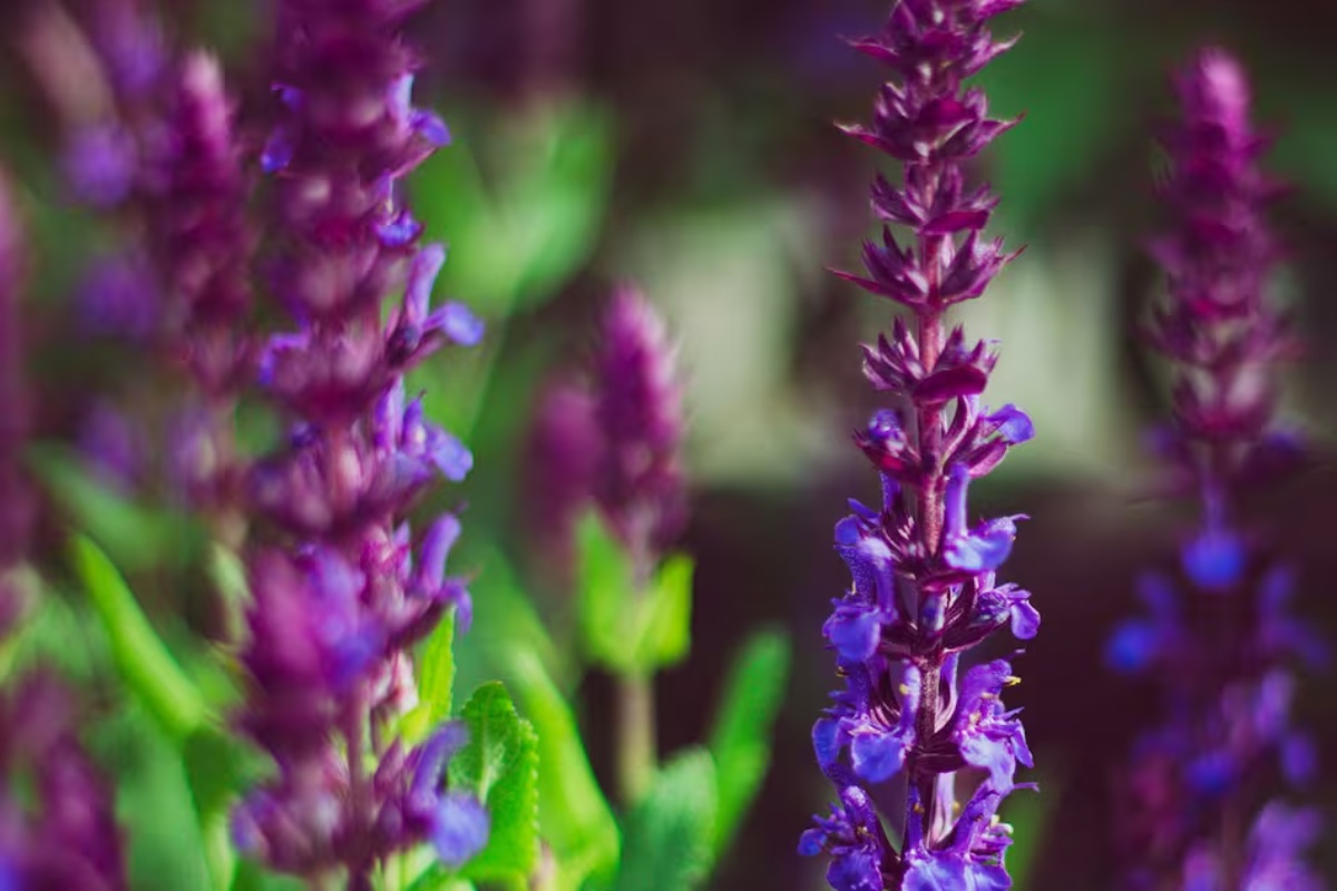 Puzavica koja blista cele godine i ispunjava vašu baštu bojama: trendi biljka koja privlači leptire – image 1