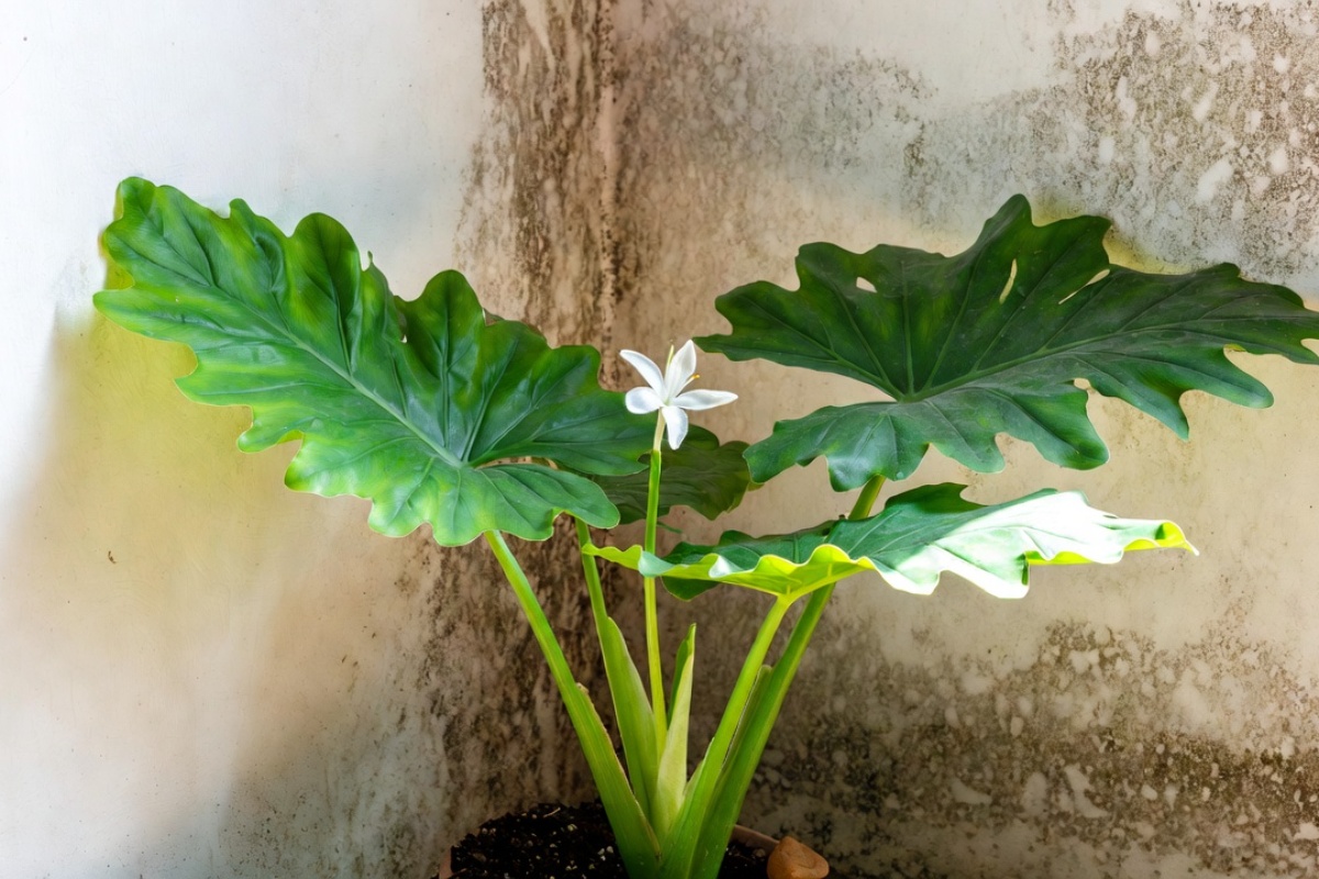 Kako ukloniti buđ sa zidova u vašem domu pomoću biljke koju skoro niko ne poznaje: upija vlagu i gotovo ne zahteva negu – image 1