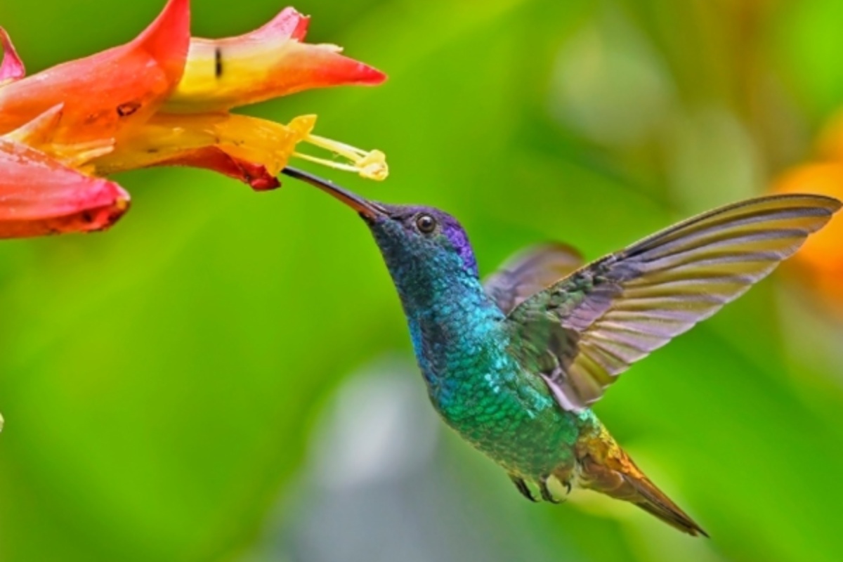 Šta znači kada kolibri leti oko vaše kuće ili bašte? Duhovno tumačenje prema Feng Šuiju – image 1