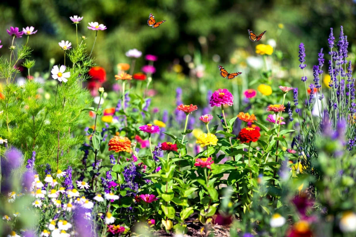 Privucite leptire u svoj dom: koje cveće vole i kako ga prilagoditi vrtu – image 1