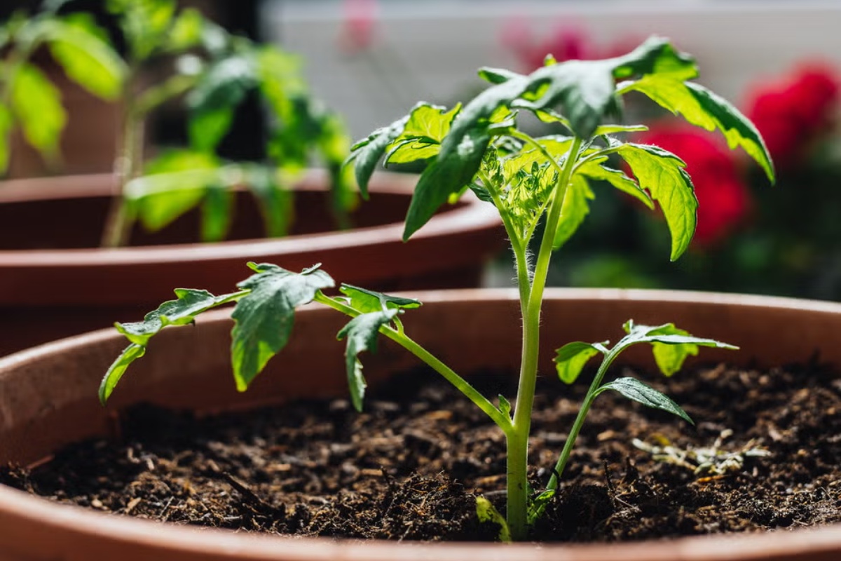 7 semena za početak u zatvorenom prostoru u februaru za prednost u proleće – image 1