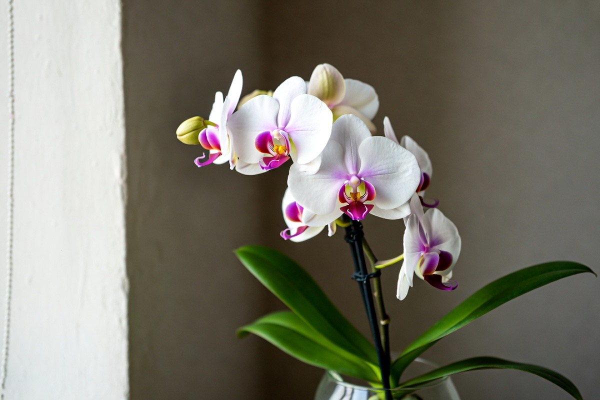 Kako održati orhideju u životu i podstaći je da ponovo cveta: Jednominutni masterklas – image 1