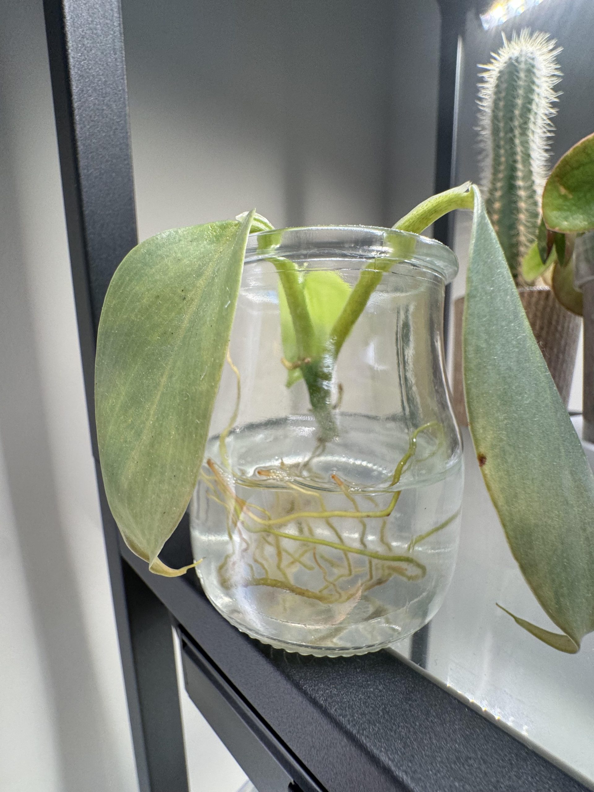 Marija Feraroto, profesorica nauka i specijalista za biljke: 'Da biste spasili orhideju bez korena, uradite sledeće' – image 1