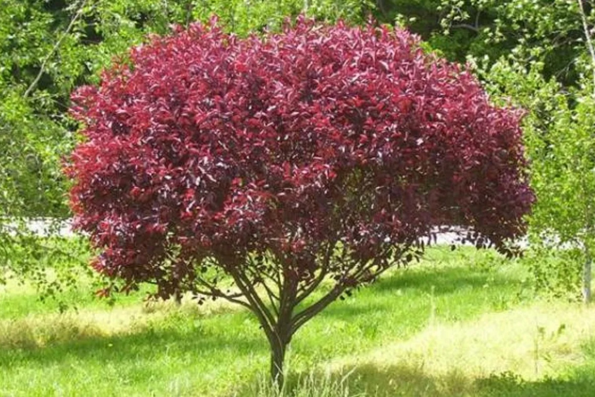 Savršeno drvo za dom: ne podiže tlo korenjem, daje plodove leti i podnosi sušu – image 1