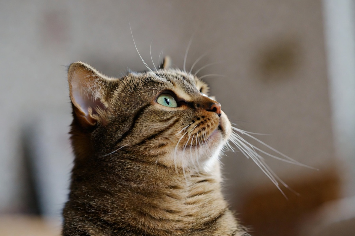 Šta znači kada vas mačka njuška kada dođete kući, prema stručnjacima za ponašanje mačaka – image 1