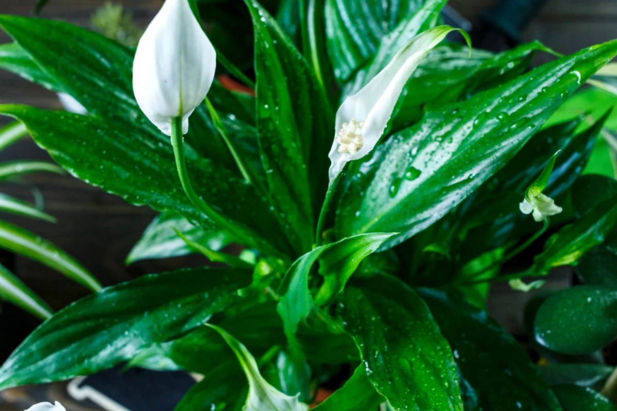 Sipam 1 čašu u žuti spatifilum. Nakon 3 nedelje izbacuje cvet za cvetom – image 1