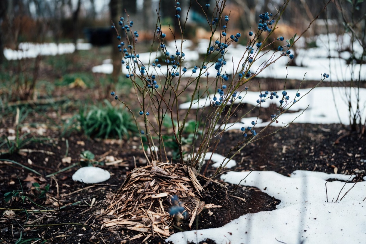 Čim se sneg otopi, zakopajte ovo oko američke borovnice. Tokom cele sezone će oslobađati hranljive materije, a borovnica će još više roditi: Indijanska metoda đubrenja – image 1
