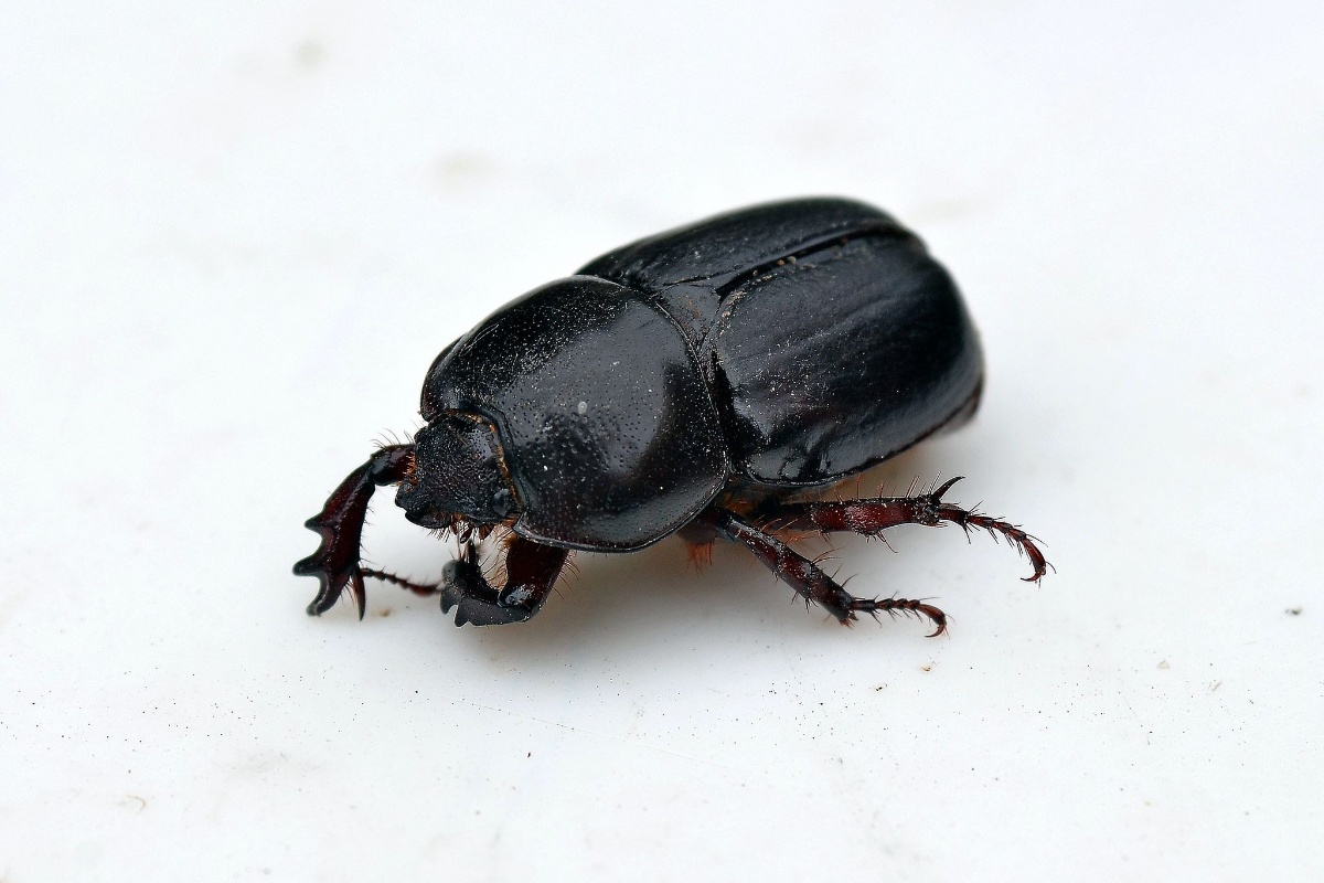 Zašto se gundelji pojavljuju leti i šta njihovo prisustvo znači – image 1