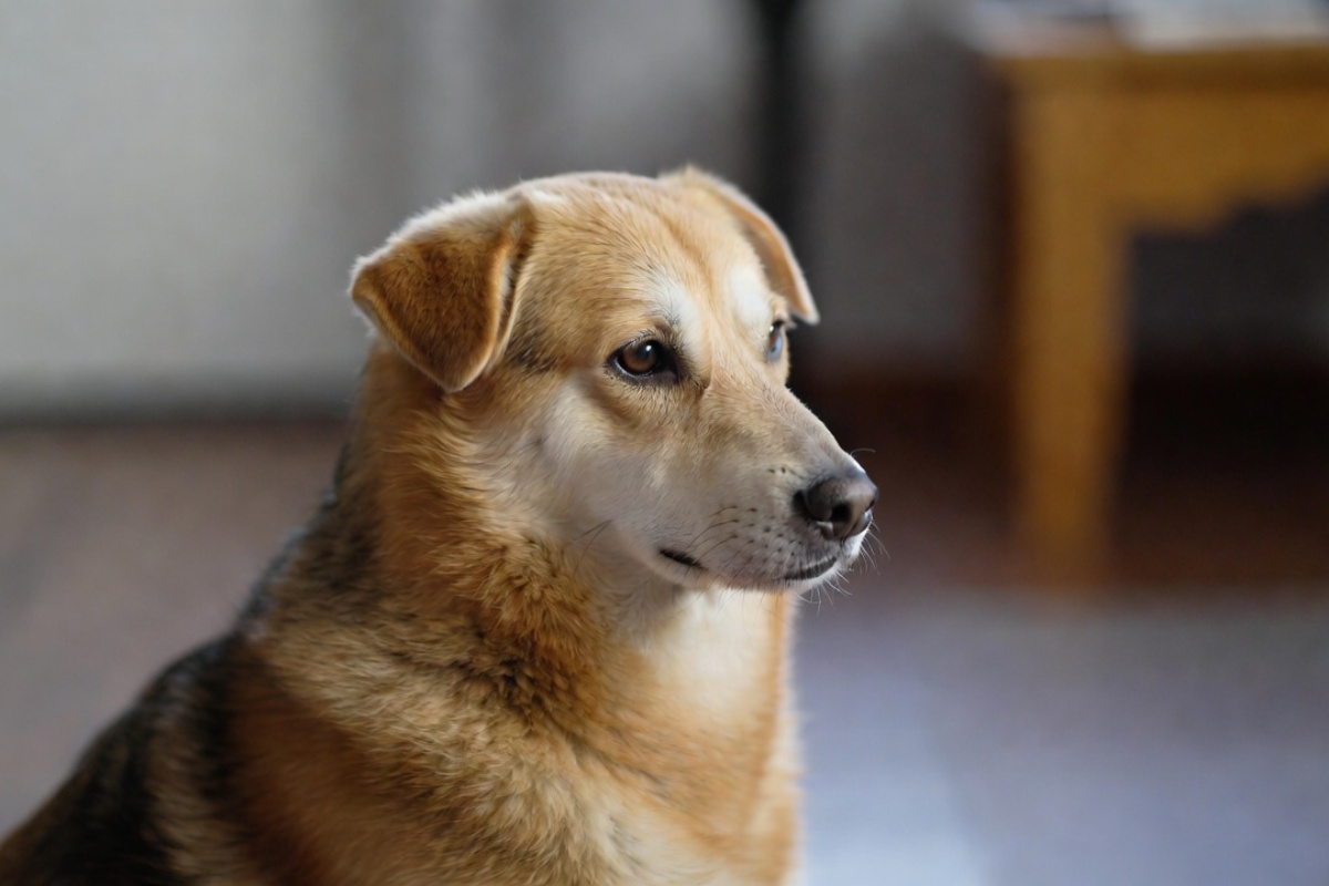 Šta oseća vaš pas kada ga ostavite samog, prema stručnjacima za ponašanje pasa – image 1