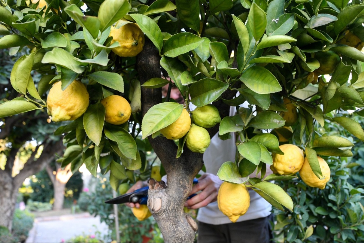 Ni svake dve nedelje ni svaki dan: koliko često treba orezivati limun – image 1