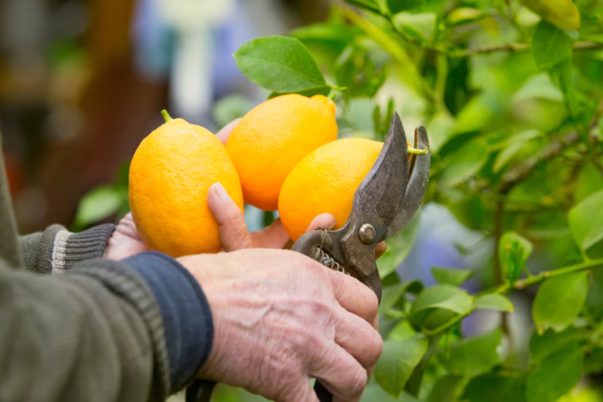Zalivanje limuna vodom i kvascem: čemu služi i zašto se preporučuje – image 1