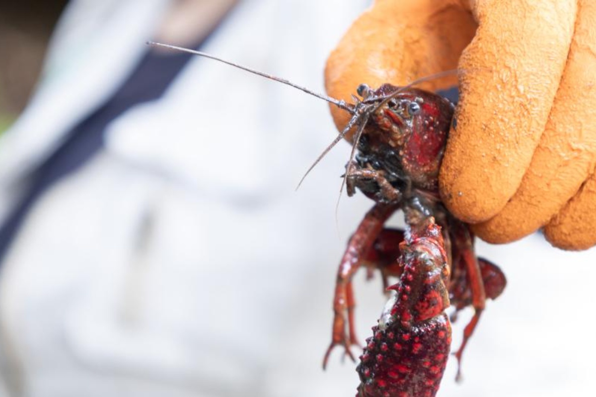 Izgleda kao obična kozica, ali je invazivna vrsta koja već pogađa ekosistem reke Ebro – image 1