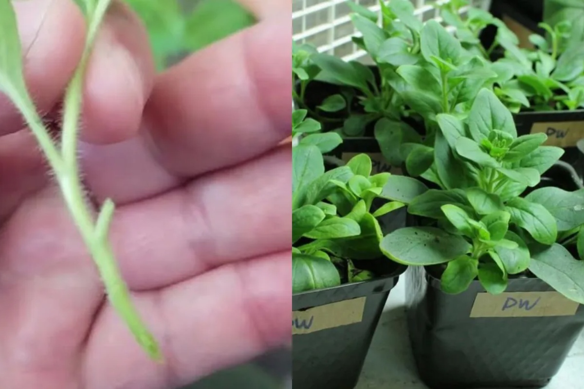 Kako razmnožiti petunije iz reznica: ispunite baštu šarenim cvećem – image 1