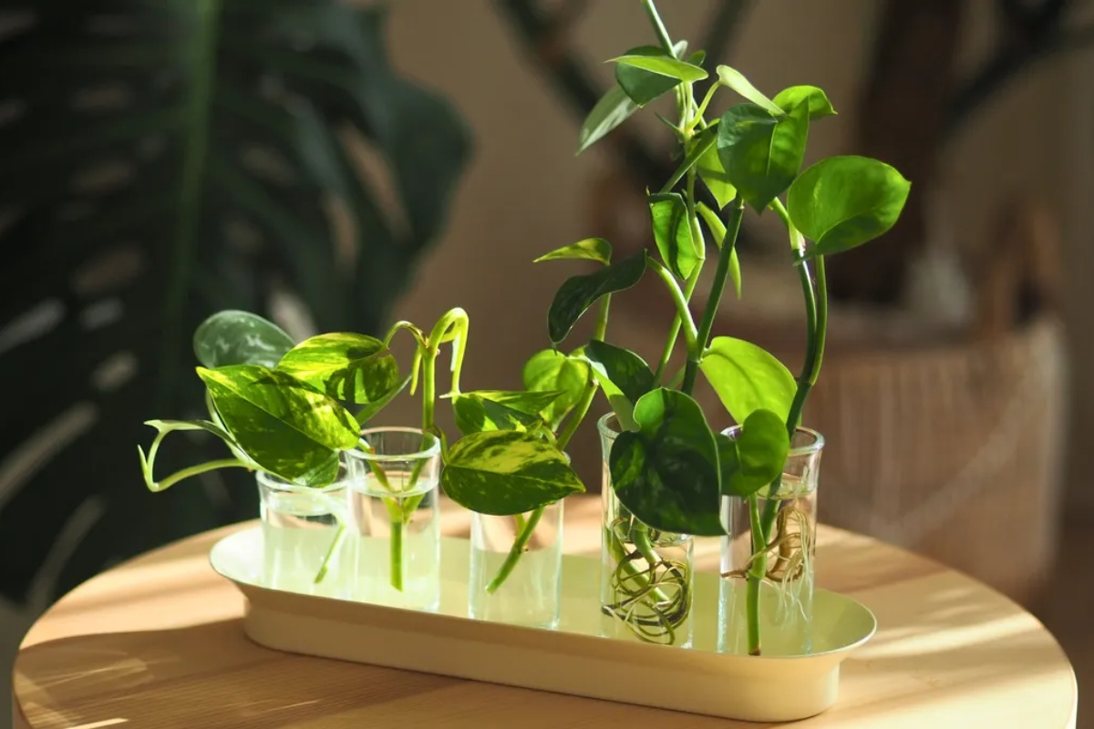 Korak po korak: kako razmnožiti potos kod kuće pomoću tegle – image 1