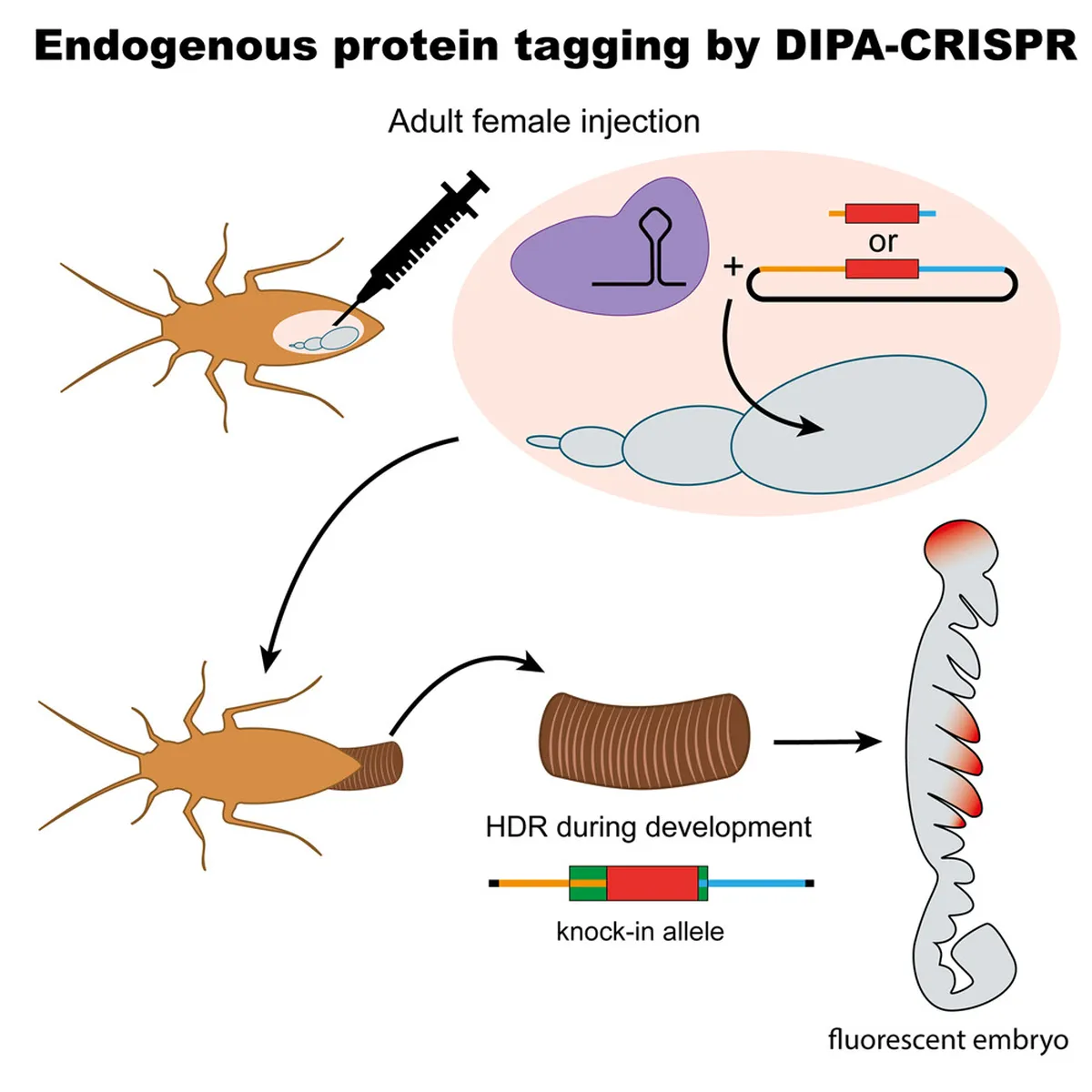 Naučna dostignuća ponovo iznenađuju: Španski naučnici stvorili fluorescentne bubašvabe koje svetle u mraku – image 1