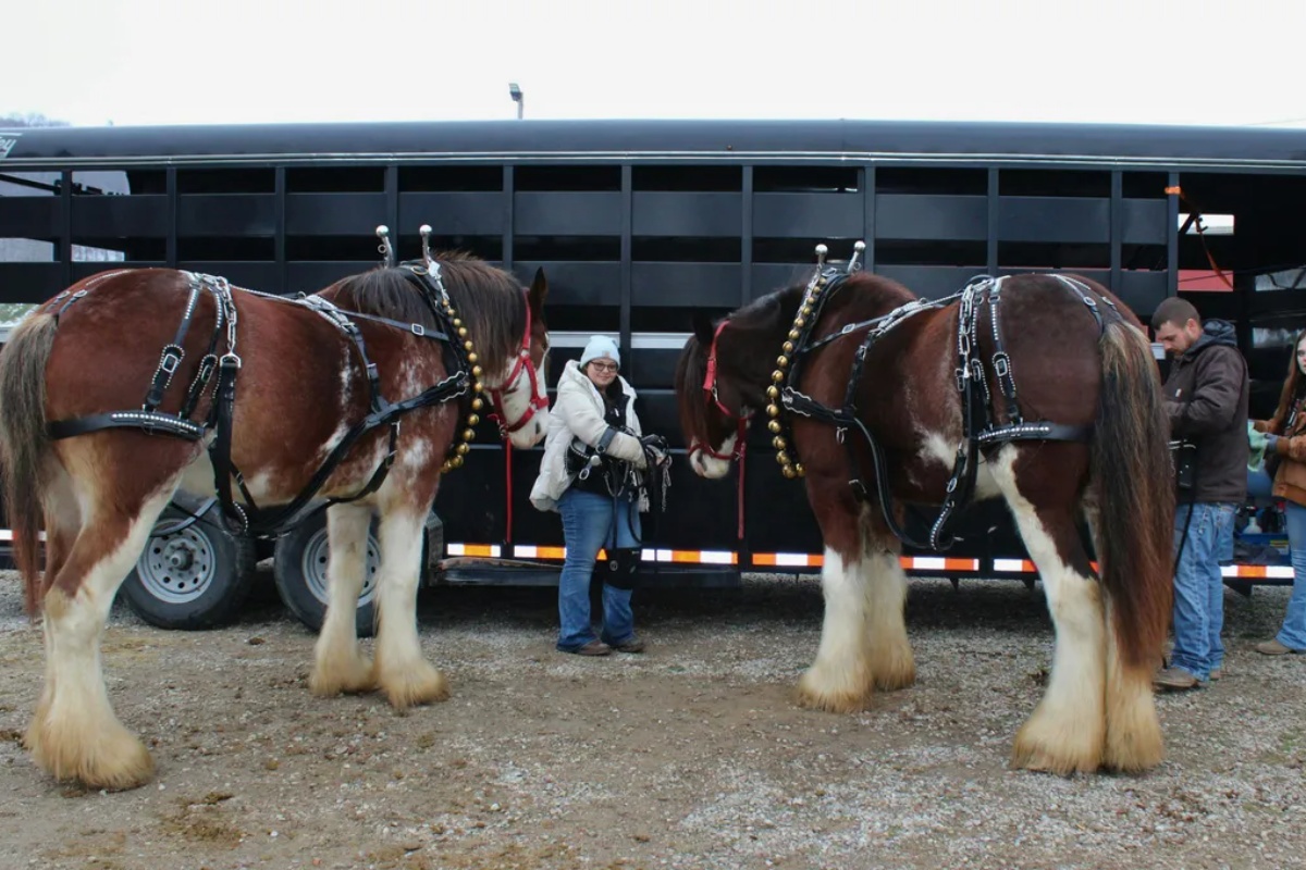 Najveća rasa konja na svetu: duplo veća od običnog konja – image 1