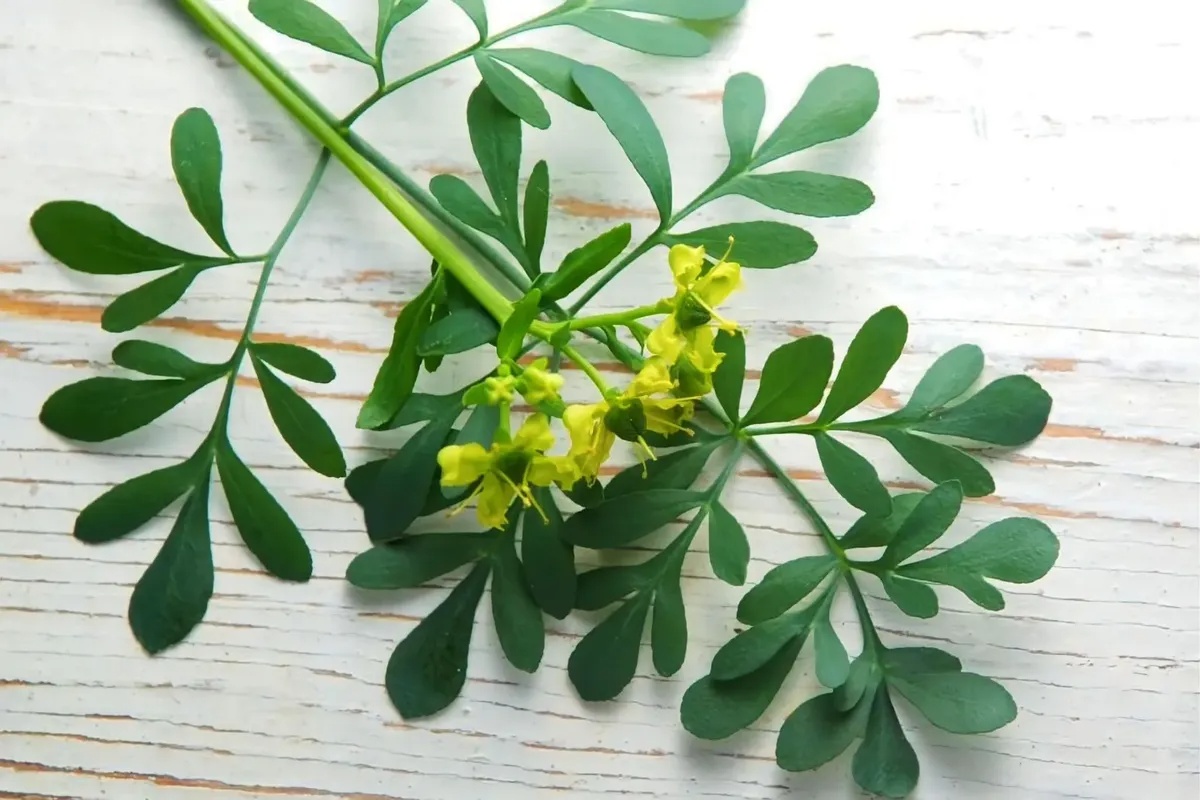 Kako koristiti rutu za čišćenje loše energije iz doma – image 1