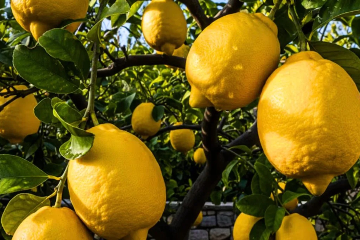 Ni januar, ni avgust: koje je najbolje doba godine za sadnju drveta limuna u Srbiji – image 1